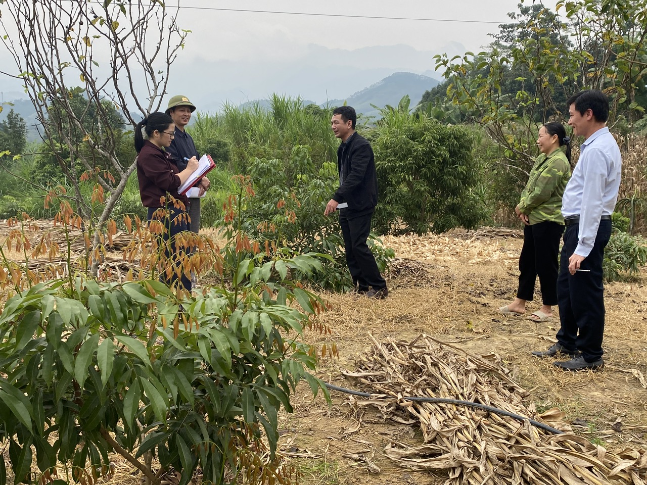 KIỂM TRA TIẾN ĐỘ THỰC HIỆN DỰ ÁN KHOA HỌC: "ỨNG DỤNG TIẾN BỘ KỸ THUẬT PHÁT TRIỂN GIỐNG VẢI CHÍN SỚM PH40 THEO HƯỚNG SẢN XUẤT HÀNG HOÁ TẠI TỈNH YÊN BÁI" NĂM 2025
